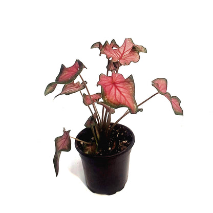 Caladium, 4in, Fairy Tale Princess