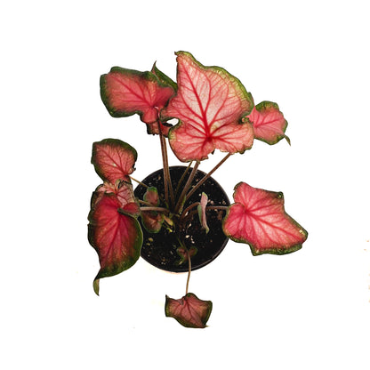 Caladium, 4in, Fairy Tale Princess