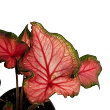 Load image into Gallery viewer, Caladium, 4in, Fairy Tale Princess

