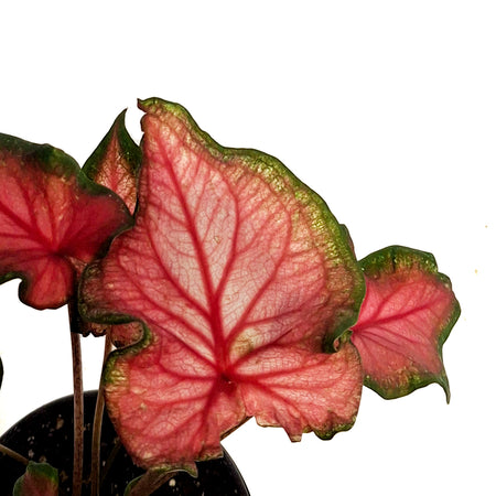 Caladium, 4in, Fairy Tale Princess
