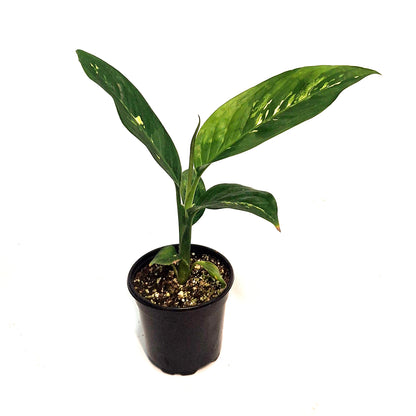 Dieffenbachia, 4in, Sanguine