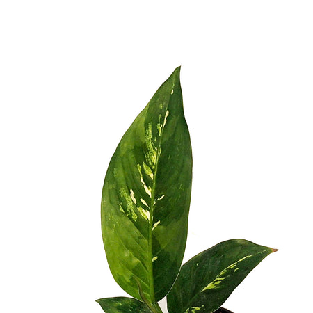Dieffenbachia, 4in, Sanguine