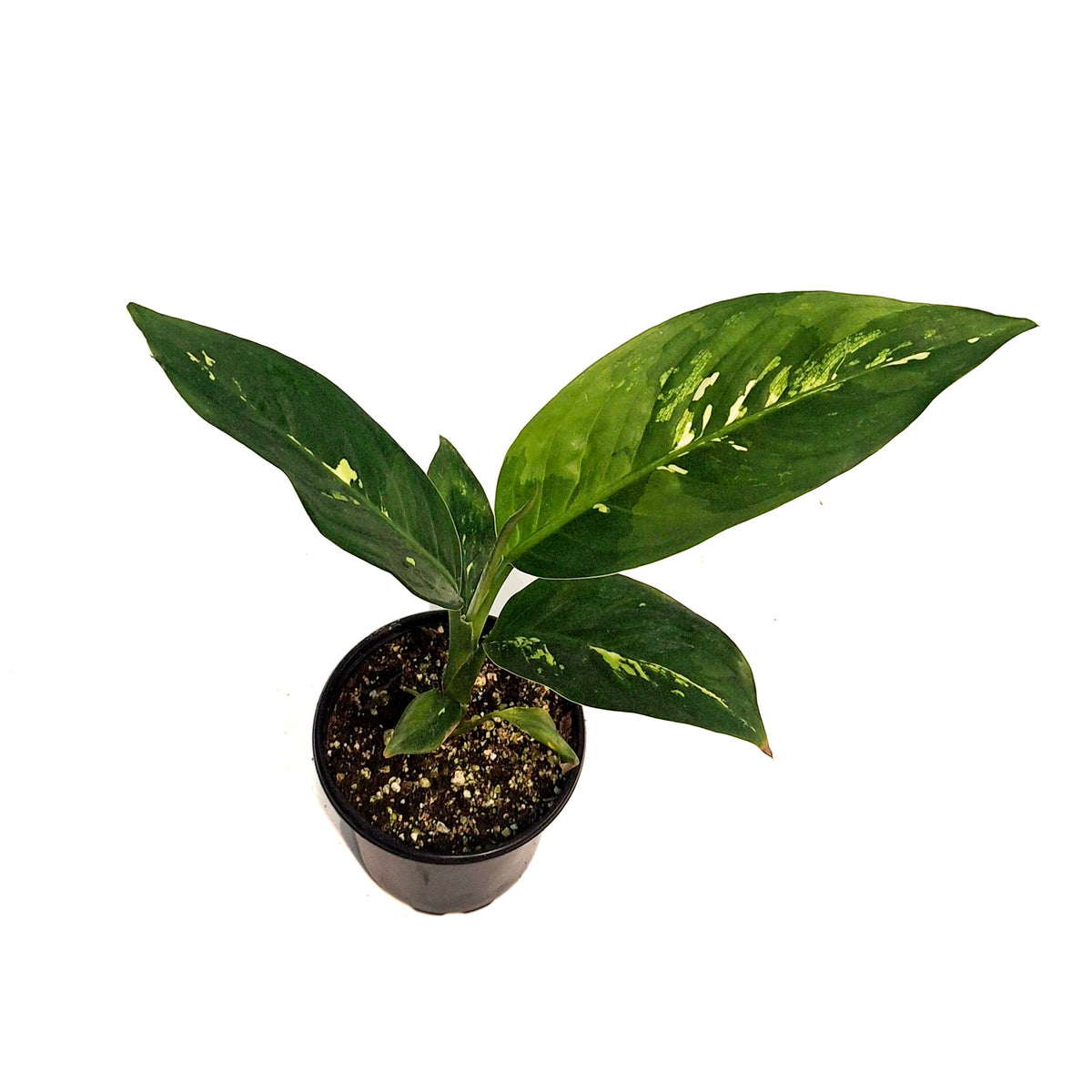Dieffenbachia, 4in, Sanguine