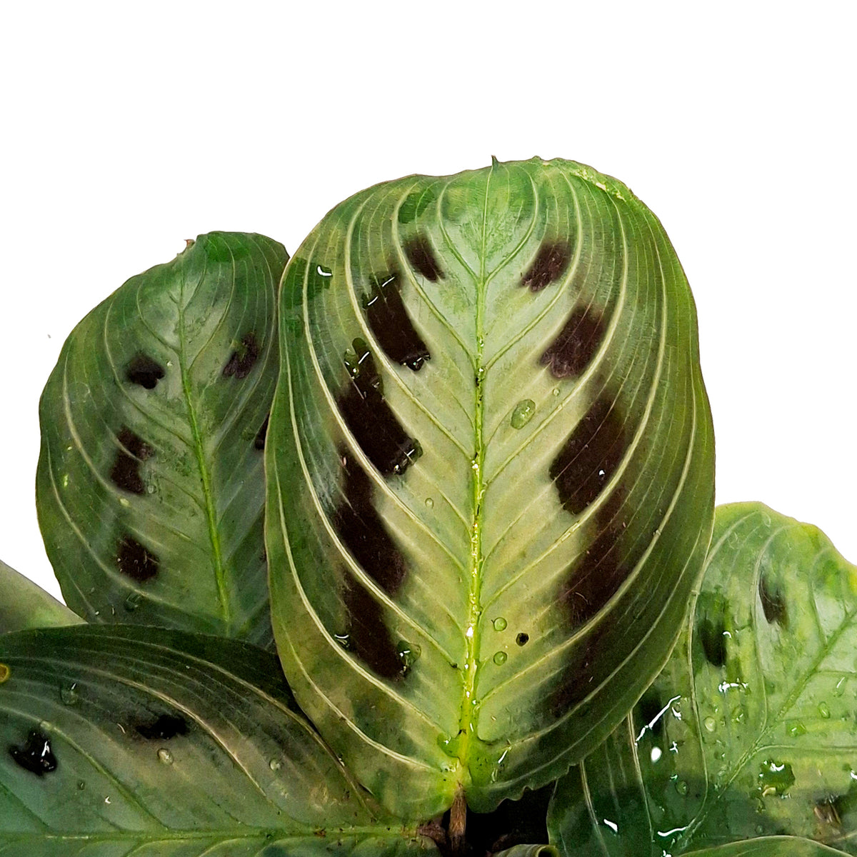 Maranta, 4in, Massangana Black