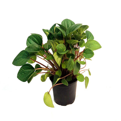Peperomia, 4in,Rana Verde