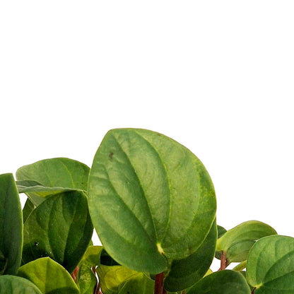 Peperomia, 4in,Rana Verde