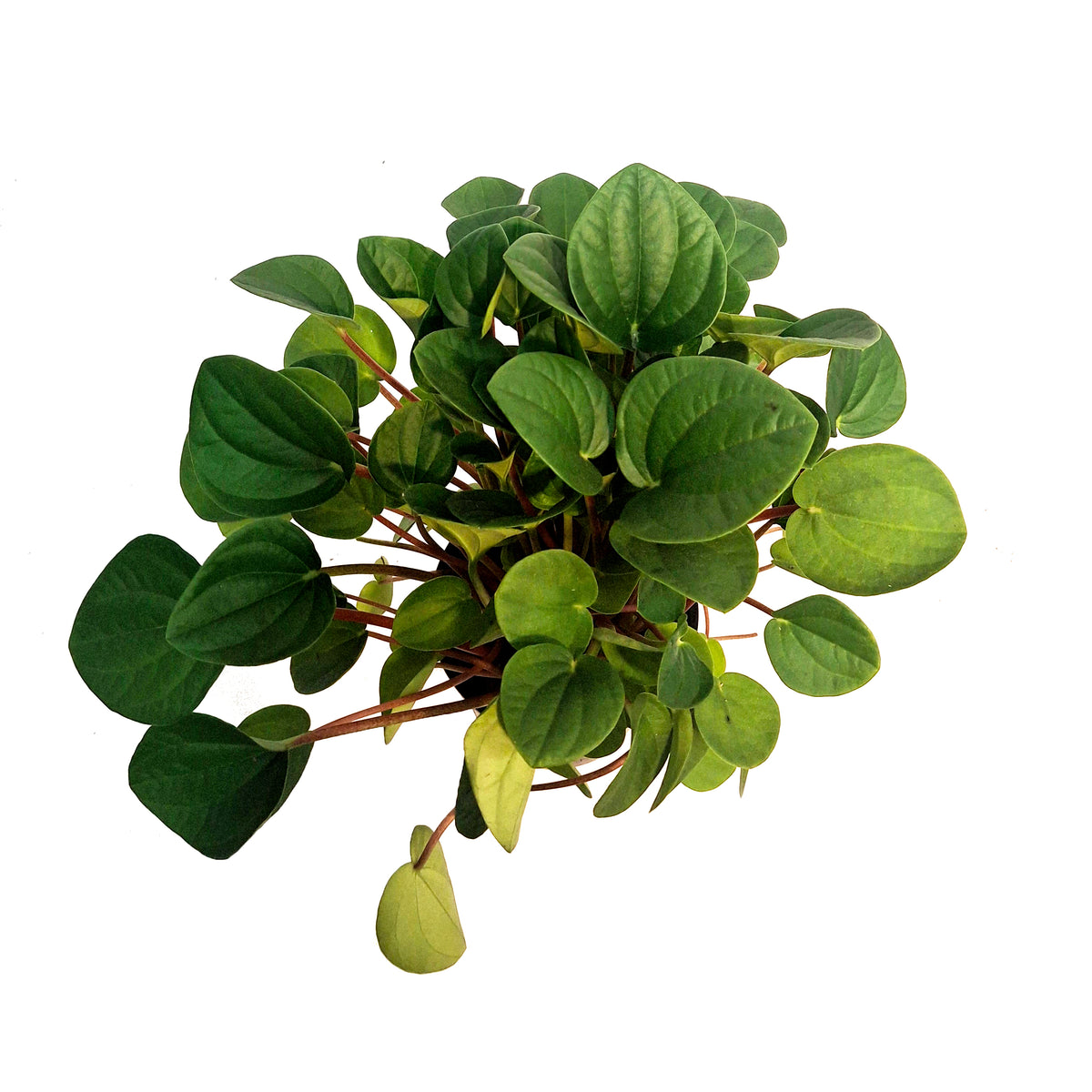 Peperomia, 4in,Rana Verde