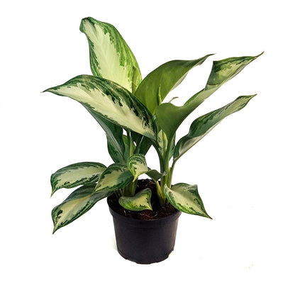 Aglaonema, 6in, Crystal Bay