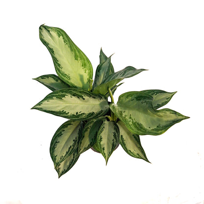 Aglaonema, 6in, Crystal Bay