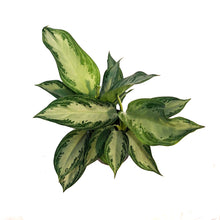 Load image into Gallery viewer, Aglaonema, 6in, Crystal Bay

