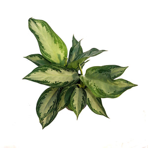 Aglaonema, 6in, Crystal Bay