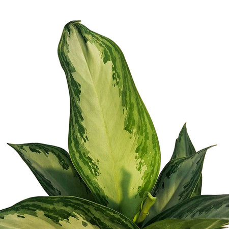Aglaonema, 6in, Crystal Bay