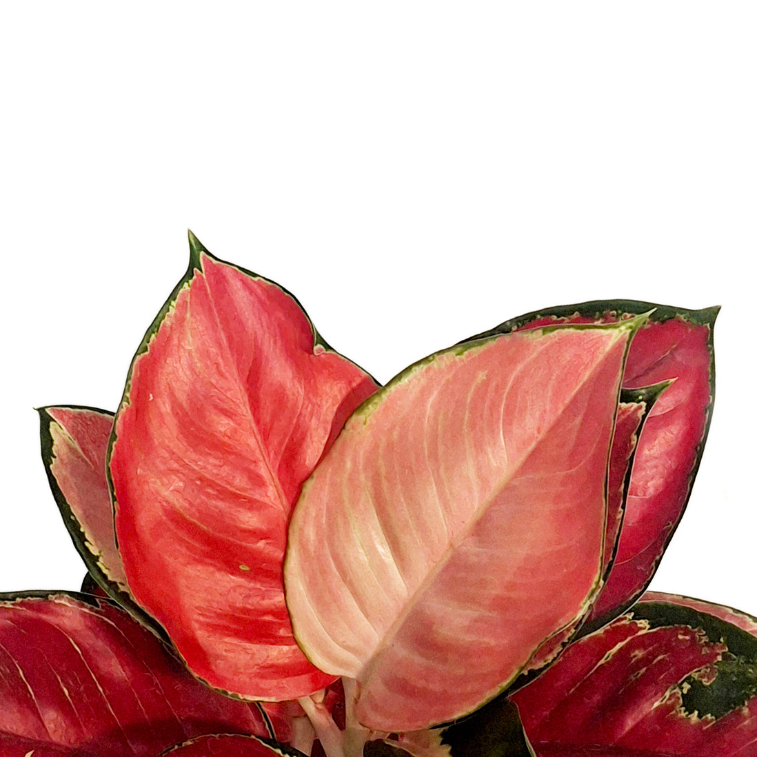 Aglaonema, 6in, Star King Red – Floral Acres Greenhouse & Garden Centre