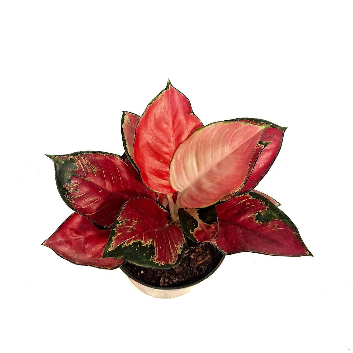 Aglaonema, 6in, Star King Red – Floral Acres Greenhouse & Garden Centre