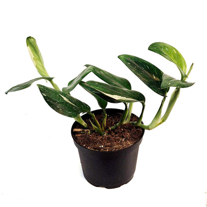 Monstera, 6in, Standeleyana Varigated