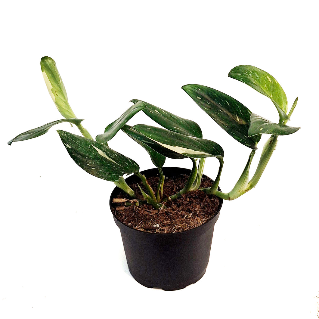 Monstera, 6in, Standeleyana Varigated