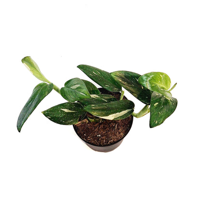 Monstera, 6in, Standeleyana Varigated