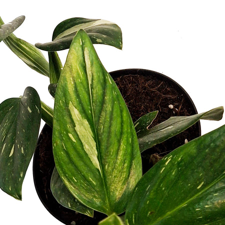 Monstera, 6in, Standeleyana Varigated
