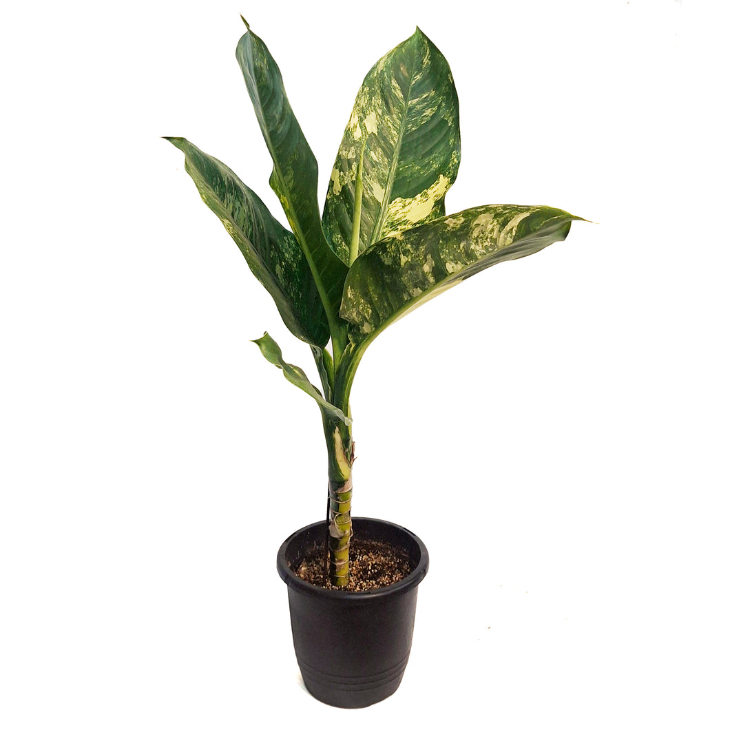 Dieffenbachia, 8in, Puerto Rico Variegated