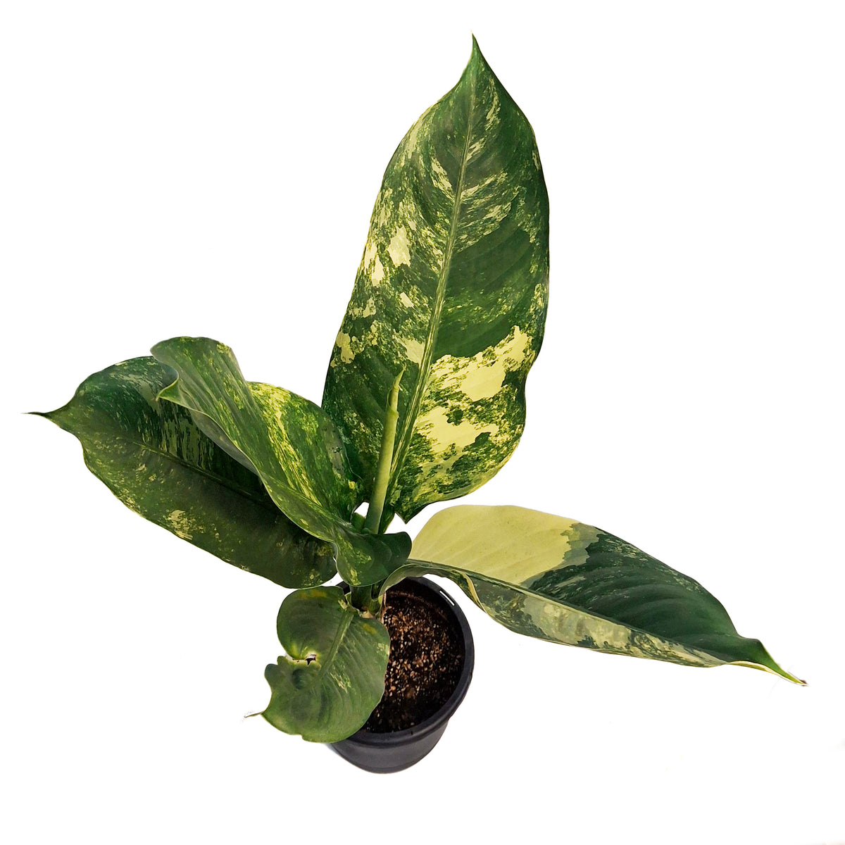 Dieffenbachia, 8in, Puerto Rico Variegated