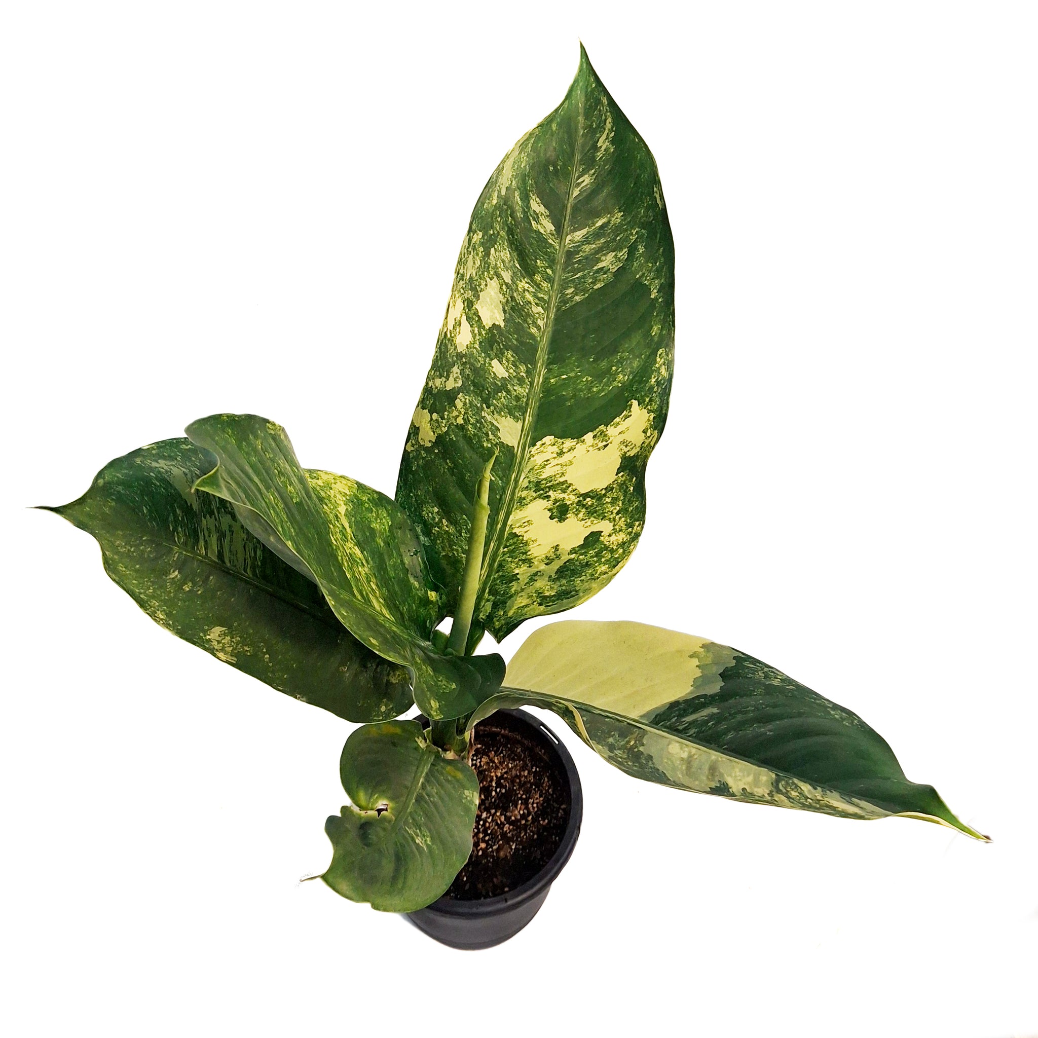 puerto rico dieffenbachia Dieffenbachia, 8in, Puerto Rico Variegated – Floral Acres Greenhouse & Garden Centre