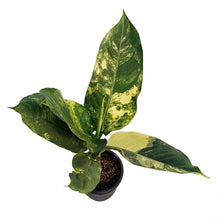 Load image into Gallery viewer, Dieffenbachia, 8in, Puerto Rico Variegated
