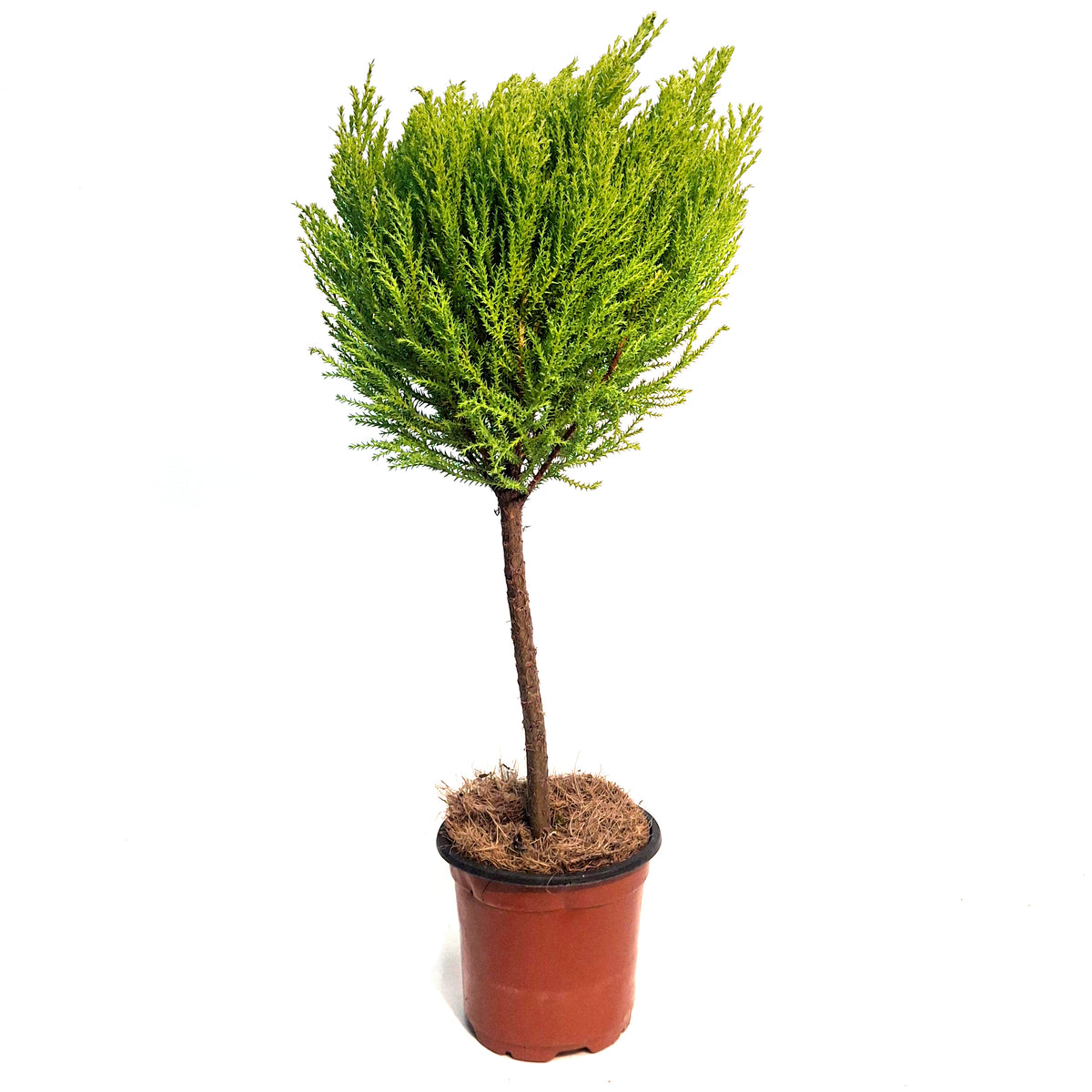 Cypress, 4.5in, Lemon, One Ball Topairy