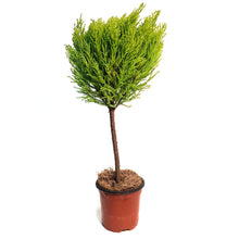 Load image into Gallery viewer, Cypress, 4.5in, Lemon, One Ball Topairy
