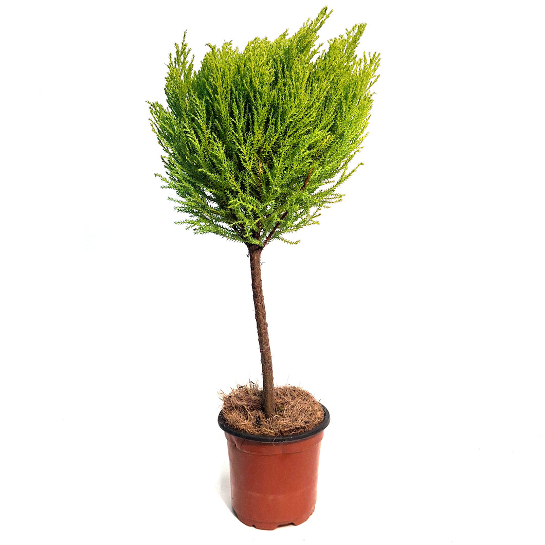Cypress, 4.5in, Lemon, One Ball Topairy