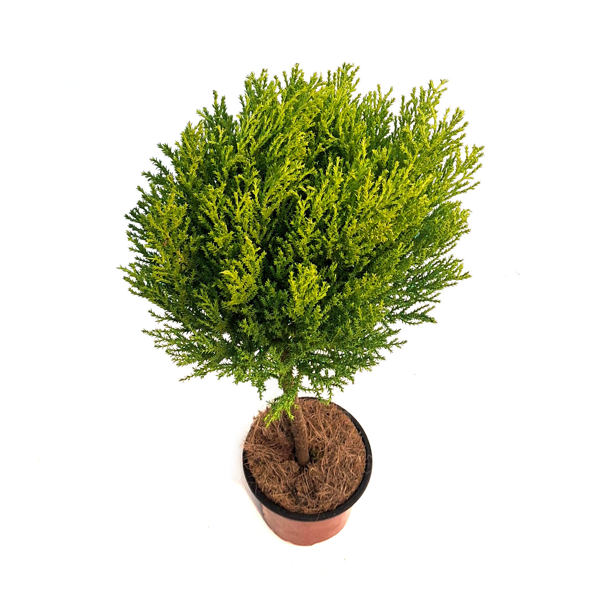 Cypress, 4.5in, Lemon, One Ball Topairy