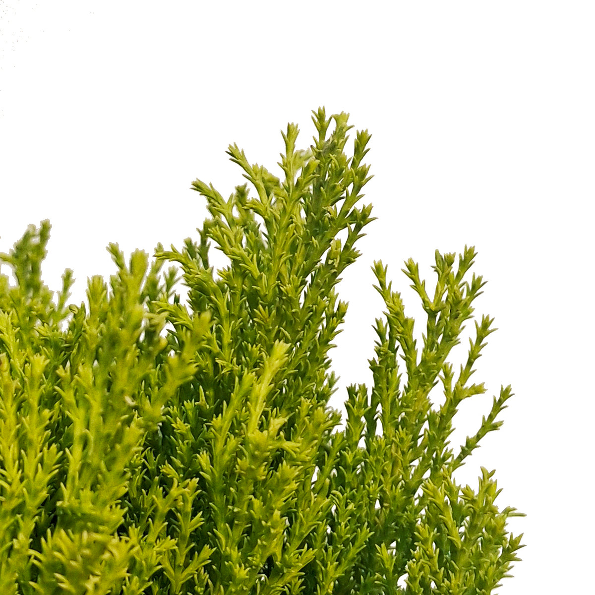 Cypress, 4.5in, Lemon, One Ball Topairy