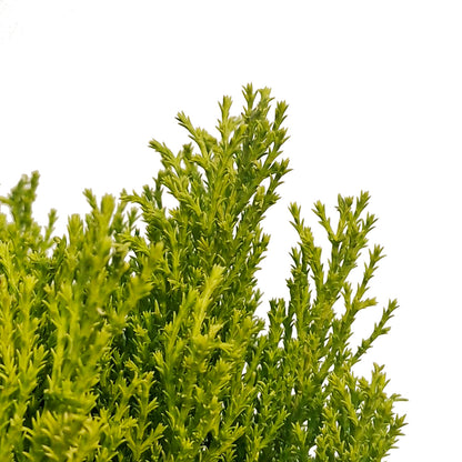 Cypress, 4.5in, Lemon, One Ball Topairy