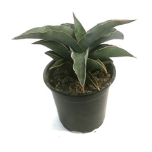 Load image into Gallery viewer, Sansevieria, 4in, Blue Kew
