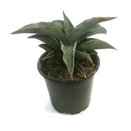 Sansevieria, 4in, Blue Kew