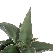 Load image into Gallery viewer, Sansevieria, 4in, Blue Kew
