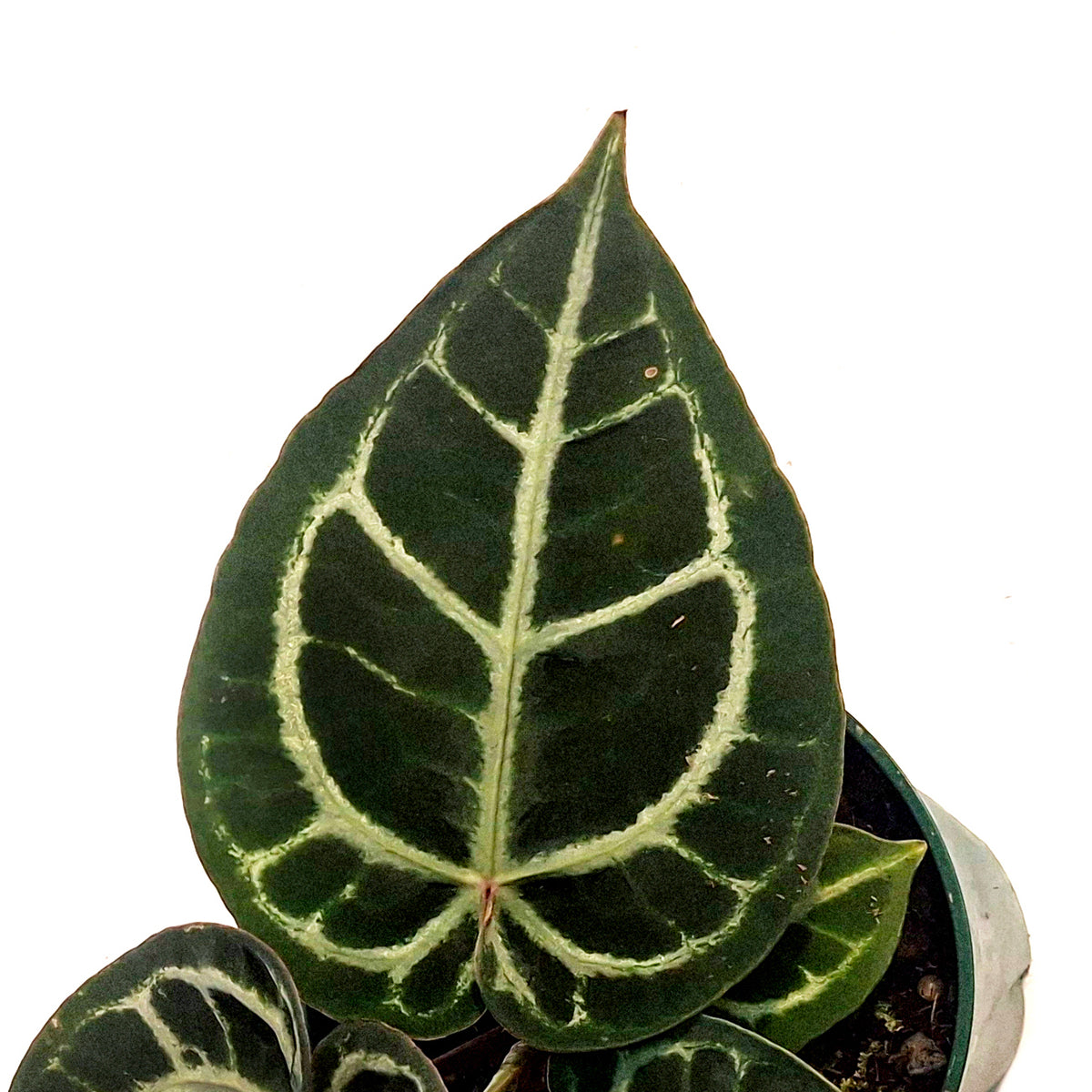 Anthurium, 5in,Tim Anderson