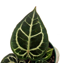 Load image into Gallery viewer, Anthurium, 5in,Tim Anderson
