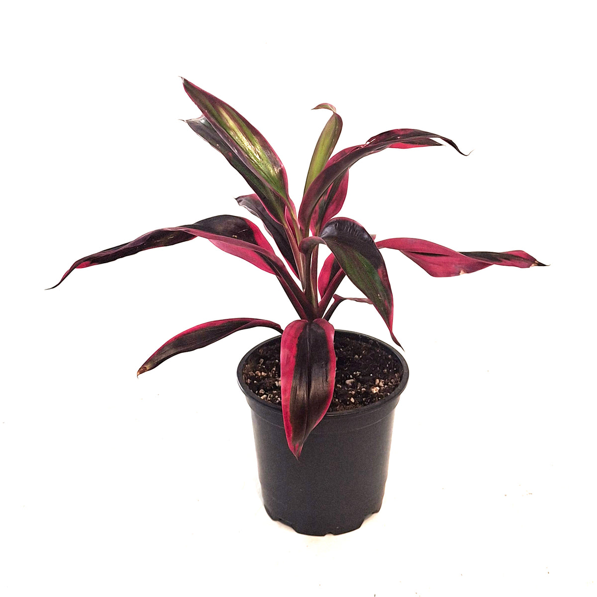 Cordyline, 4in, red beryl