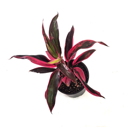 Cordyline, 4in, red beryl