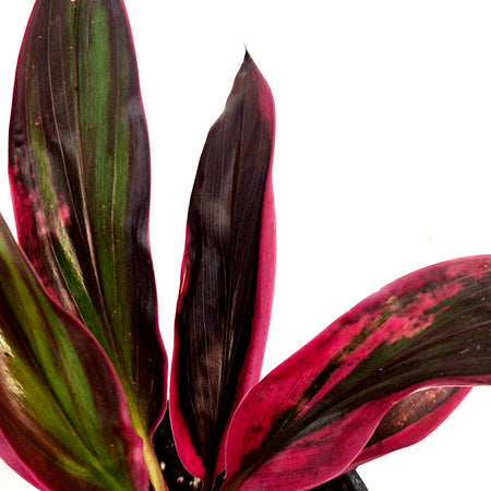 Cordyline, 4in, red beryl