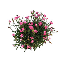 Load image into Gallery viewer, Dianthus, 1 gal, Rock Violet
