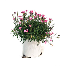 Load image into Gallery viewer, Dianthus, 1 gal, Rock Violet
