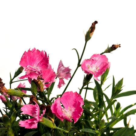 Dianthus, 1 gal, Rock Violet