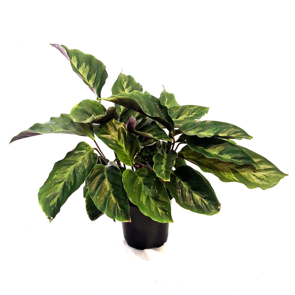 Calathea, 4in, Misto