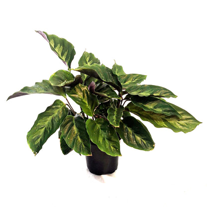 Calathea, 4in, Misto