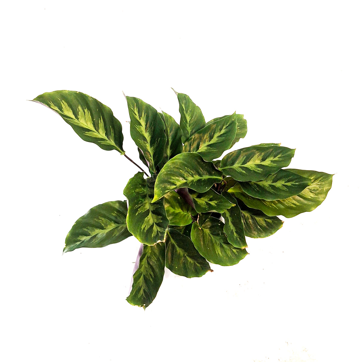 Calathea, 4in, Misto