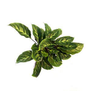 Calathea, 4in, Misto
