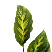 Load image into Gallery viewer, Calathea, 4in, Misto
