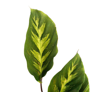 Calathea, 4in, Misto