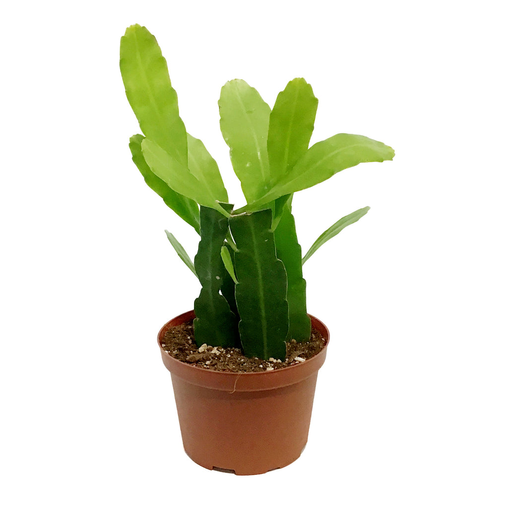 Cactus, 6in, Queen Of The Night